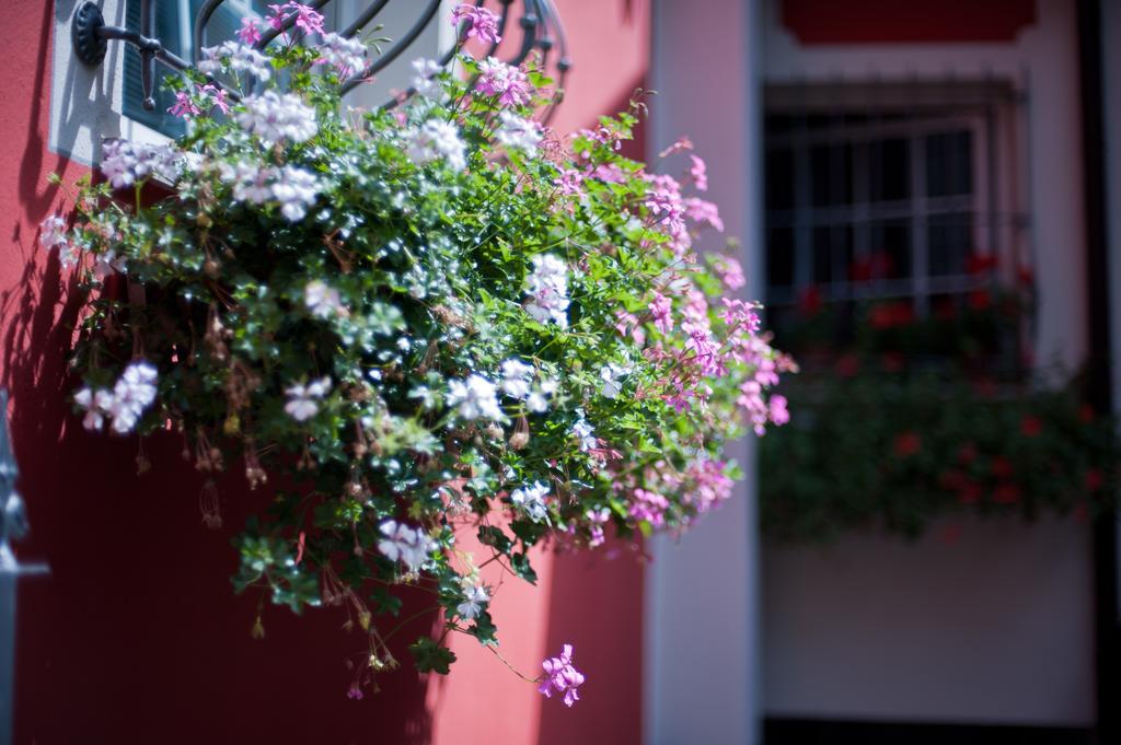 B&B Il Pettirosso Malonno Exterior photo